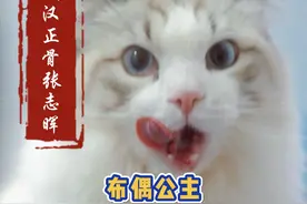 哈基米也需要正骨吗？布偶公主来了！ #哈基米小猫 #正骨是一种怎样的感觉 #动物正骨 #萌宠出道计划 #整活的日常