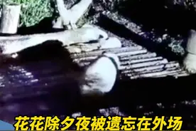 花花除夕夜被遗忘在外场，当班饲养员遭解雇#熊猫花花视频封面