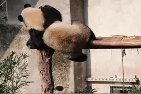 董奶爸喊渝可回家喝盆盆奶，喊半天不理，外公门口一喊跑得贼快！ 渝可也是看人下菜啊！#来这吸熊猫 #大熊猫渝可视频封面