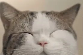 喵性化设计 / 伺候好每只喵星人~ #假如猫咪会说话   #宠物 #猫咪视频封面