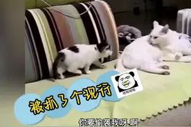 盘点搞笑动物62#萌宠 #动物 #搞笑 #神评论