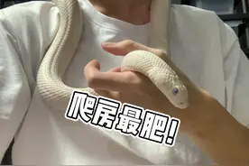 爬房最肥大白蛇诞生！一个月暴涨100克！#爬宠 #宠物蛇 #白娘娘视频封面