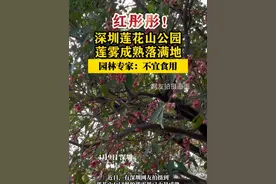 【深圳莲花山公园莲雾成熟落满地】园林专家：不宜食用 #深圳dou知道 #莲雾