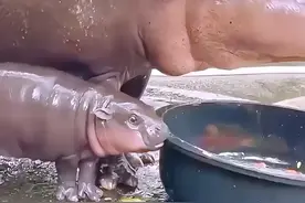 小河马生气吃土 还好遇见了饲养员#动物趣事 #奇妙的动物
