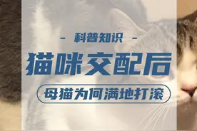 猫咪完成交配后，母猫为何满地打滚，甚至转头攻击雄性？ #猫咪 #奇闻 #科普