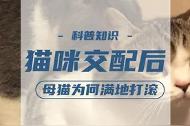 猫咪完成交配后，母猫为何满地打滚，甚至转头攻击雄性？ #猫咪 #奇闻 #科普视频封面