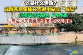 这是什么活动？摄影师拍到苍鹭在河水里集体站立“洗脚”，大家排排站原来是为了等鱼来。