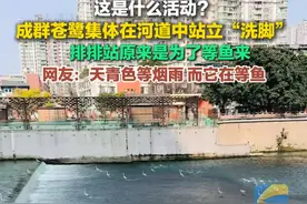 这是什么活动？摄影师拍到苍鹭在河水里集体站立“洗脚”，大家排排站原来是为了等鱼来。视频封面