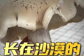 沙漠里看到的鼓包，下面可能藏着神奇大蘑菇！#新疆 #蘑菇 #捡菌子
