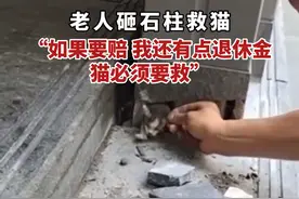 老人砸石柱救猫，“如果要赔 我还有点退休金，猫必须要救”！视频封面