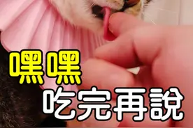 收养暴脾气流浪猫第三年，它终于感受到了我的善意视频封面