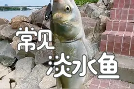 跟着八戒认识20种常见淡水鱼 #鱼 #科普 #热点 #淡水鱼种类大全