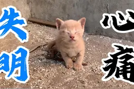 我散步时，发现了1只眼睛失明的小猫，它那凄惨的叫声，让人心痛