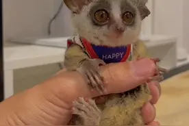 婴猴：这么小的猴子你见过吗？ #动物科普 #婴猴 #知识科普 #神奇动物在抖音 #可爱动物视频封面