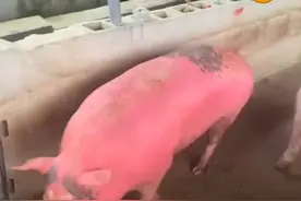 原来猪喝多了也上脸啊#猪 #喝酒莫贪杯视频封面