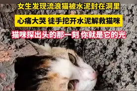 女生发现流浪猫被水泥封在洞里，心痛大哭，徒手挖开水泥解救猫咪。#流浪猫 #猫咪 #暖心 #萌宠出道计划 #感人视频封面