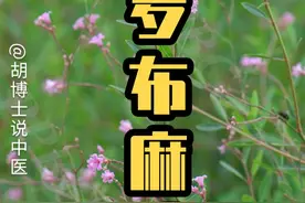 罗布麻叶 #罗布麻 #罗布麻叶 #你的家乡有这种植物吗 #抖出健康知识宝藏 #胡博士说中医视频封面