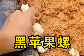 黑苹果螺，跟福寿螺很像，但是它的卵是白色的！ #黑苹果螺 #科普 #涨知识
