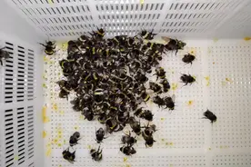 地熊蜂人工繁育雄性蜂视频封面