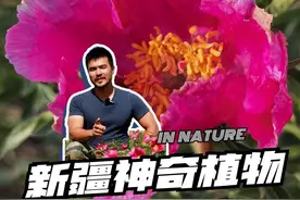 来新疆，带你看芍药花海！@摄影师马锐 #自然里植物学社 #守护荒野 #新疆 #科普视频封面