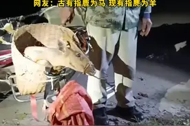 云南民警意外查获国家保护动物赤麂，被查男子淡定回复：是我家的羊 #万万没想到 #云南视频封面