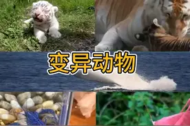 变异动物 #动物世界看人生百态 #动物世界看人生百态 #奇趣自然视频封面
