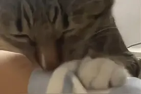 当小猫咪模仿主人吸人时：老登，你平时就这样！ 关注我，一起快乐吸猫#萌宠出道计划 #谁能拒绝傻憨憨的小猫咪 #猫咪 #这猫有点上头 #猫咪的迷惑行为视频封面