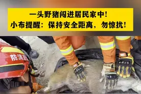 一头野猪闯进居民家中！小布提醒：发现野生动物闯入室内后，保持安全距离，勿惊扰！（北京门头沟）