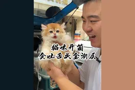 一只这样会吐舌头的金渐层 有没有萌到你心里？#壮实说猫 #金渐层 #赛凯视频封面