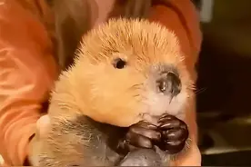 动物界的建筑工程师”河狸“两天修好一座大坝！ 捷克一保护区规划建造一座3000万的水坝，拖了7年还没动工，结果8只河狸只用2天就修建好了，当地官员表示：比他们设计的还要完美#河狸修水坝 #奇闻异事 #河狸