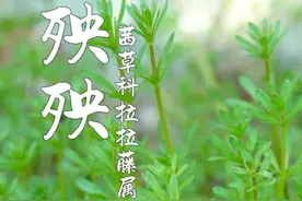 猪殃殃，又叫它拉拉藤、锯锯草，菜园家门口经常能见到它。 猪都嫌弃的草，不起眼却很有价值！#猪殃殃 #锯锯藤 #拉拉藤 #野菜 #农村生活