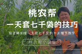 如何一天套七千袋 桃农帮徐老师教你快速套袋！单手摸袋视频封面