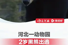 河北一动物园2岁黑熊出逃，应急、消防全出动， 开展拉网式搜寻，当地林业局：已提醒周边居民#神奇动物在抖音 #动物世界视频封面