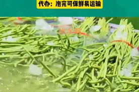 海南代办辟谣豆角泡药水，实际为泡冰水提高保鲜度 #三农 #蔬菜 #食品安全 #农业 #种植视频封面