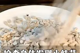 11月12日，河南郑州。橘子全身都是宝 橘核也有大用处，检查身体发现有小结节，橘核磨粉后服用 有化痰散结的作用#橘核 #结节视频封面