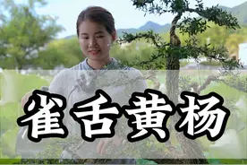 雀舌黄杨 每次听修剪的声音都很治愈，分享黄杨的造型过程#黄杨 #盆景 #盆景制作视频封面