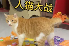 拿出对付小孩的办法对付小喵咪~！ #万物可爱计划 #宅家治愈记视频封面