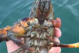 蟹钳真的可以再生吗？ #海钓 #海鲜美食 #螃蟹视频封面