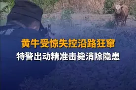 6月3日（发布），山东临沂，兰山区汪沟镇某村一头黄牛突然失控，冲出牛棚四处狂窜。民警接报警后赶往处置，在将黄牛引至空旷低洼地带后，将失控黄牛成功击毙。视频封面