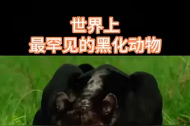 世界上最罕见的黑化动物 #世界之最视频封面