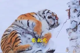 东北虎直接往雪里一躺，让人担心，睡觉这么放松，遇见猛兽怎么办