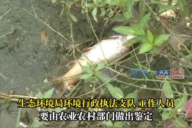 7月21日，#重庆一段河水发黑发臭 ，居民：死了上千条鱼虾。#重庆dou知道 视频封面