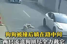 3月30日，江苏常州，狗狗被撞后躺在路中间，两只流浪狗不顾危险，拼尽全力将受伤狗狗拖到路边。主人：狗狗已经医治，现在能走路了。会给两只流浪狗吃的，感谢它们。#狗狗 @ 小姐姐串串火锅视频封面