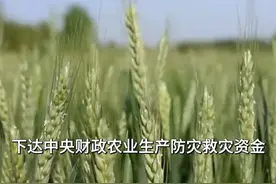 财政部下达农业生产防灾救灾资金3.76亿元 支持黄淮海等地抗旱保春播