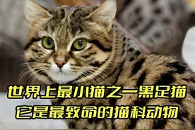 世界上最小猫之一黑足猫，它是最致命的猫科动物，致命的可爱