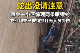 5月14日下午，肇庆四会市碧海湾小区业主发现，一楼出现两条眼镜蛇，通知物业后，工作人员用捕蛇工具很快将蛇抓到，没有人员受伤。经爬行动物专家辨认，这两条蛇为野生的舟山眼镜蛇，具有较强毒性。目前，它们已经由专业人士拿到野外山林放生。（广东台记者：李海富）