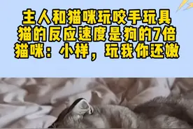 猫的反应速度是狗的7倍#猫咪的迷惑行为 #猫咪 #搞笑视频 