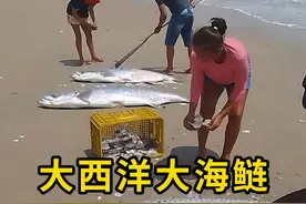 大西洋大海鲢，它的鳞片可是有大用途！ #大西洋大海鲢 #科普 #涨知识视频封面
