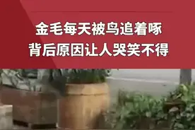 金毛每天被鸟追着啄，背后原因让人哭笑不得#萌宠 #狗狗 #金毛 视频来源@梁阿娇- 视频封面