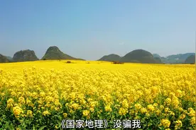 罗平100万亩油菜花海，最佳观赏时间，二月中旬后至三月底视频封面